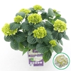 Hydrangea macrophylla overig