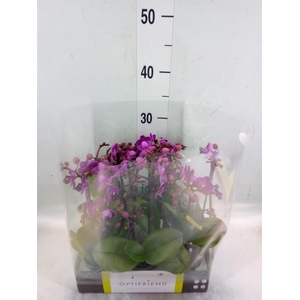 Phalaenopsis multi.   ...lilac