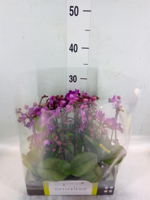 <h4>Phalaenopsis multi. ...lilac</h4>