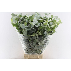 Euca Cinerea Heavy 5 Stems Selected