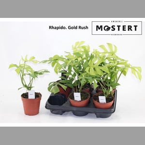 RHAPHIDO TETRASPERMA