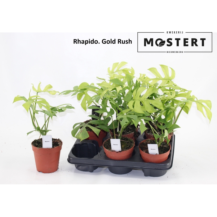 <h4>RHAPHIDO TETRASPERMA</h4>