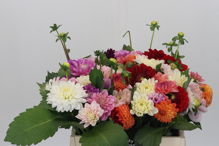 Dahlia Gemengd in bos