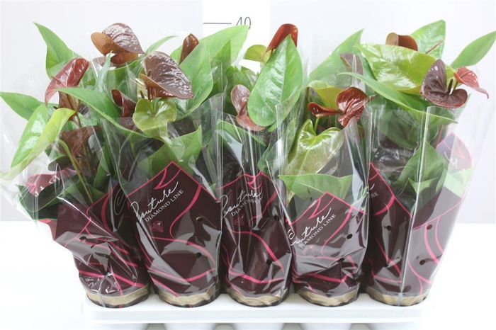 <h4>Anth An Essencia A2</h4>