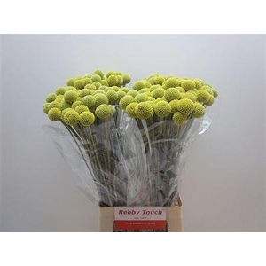 CRASPEDIA YELLOW