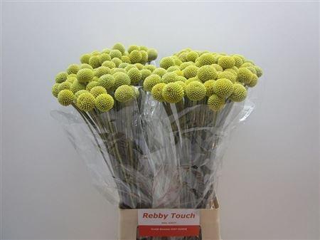 <h4>CRASPEDIA YELLOW</h4>