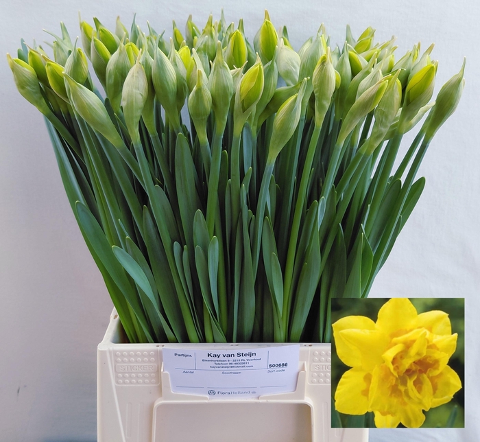 <h4>NARC DU DICK WILDEN</h4>