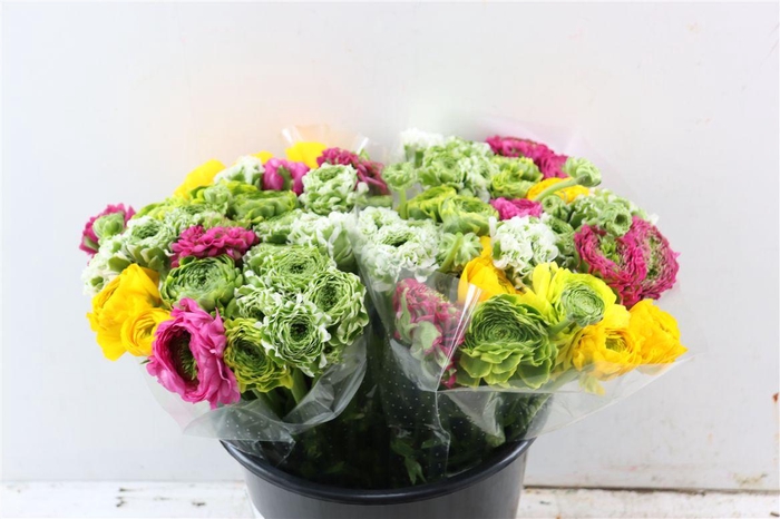 <h4>Ran Ponpon Mixed</h4>