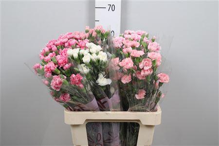 <h4>Di Tr Gem In Fust</h4>