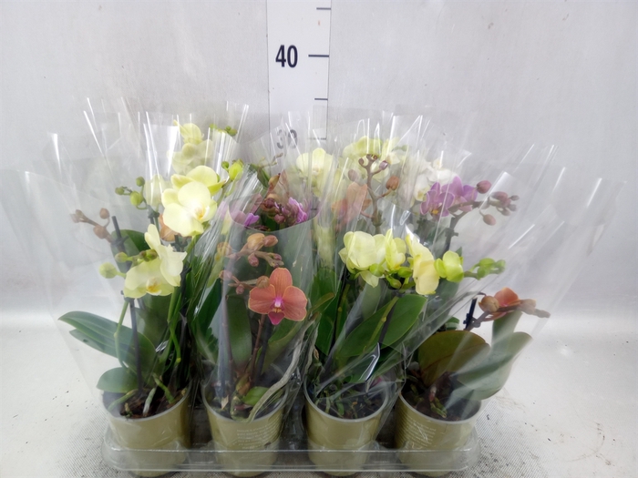 Phalaenopsis   ...mix