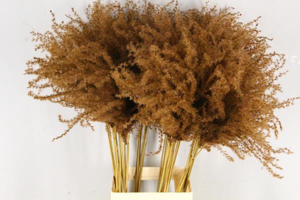 <h4>Df Miscanthus 90cm Brown</h4>