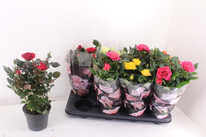 <h4>RO PATHIT GEM 5 SRT</h4>