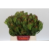 Leucadendron Laurel Yellow