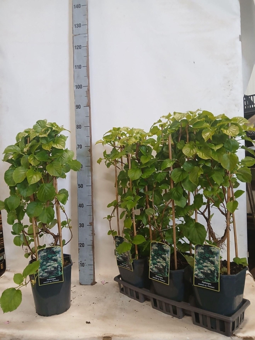 <h4>Hydrangea petiolaris</h4>