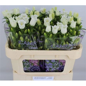 Campanula medium 'Champion White'