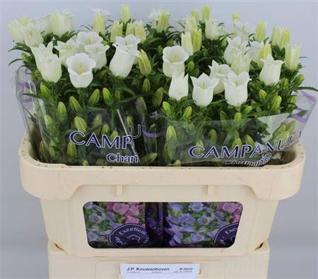 <h4>Campanula medium 'Champion White'</h4>