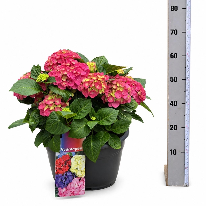 <h4>HYDR M HI RIVER</h4>