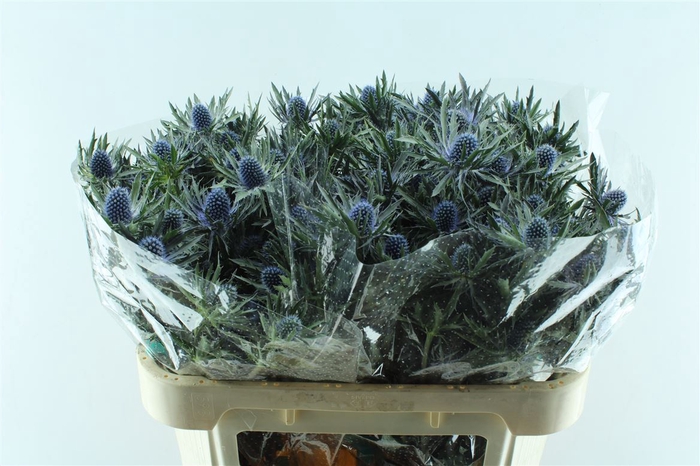 Eryngium Orion Qstar