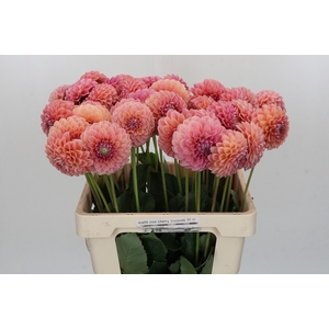 Dahlia Linda's Baby