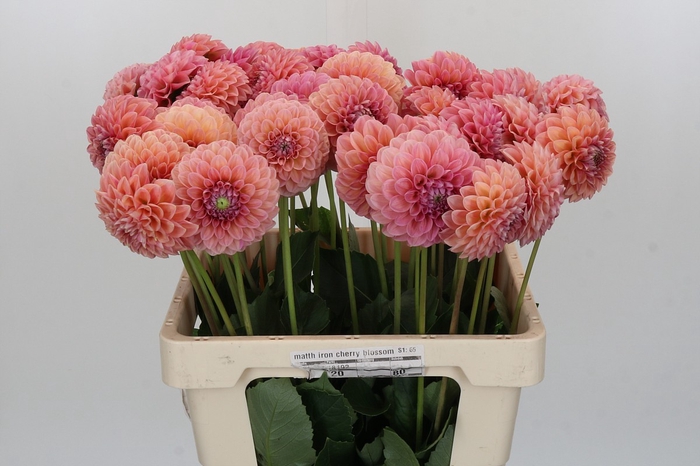 <h4>Dahlia Linda's Baby</h4>