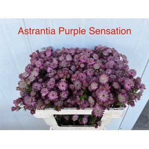 Astr Purple Sensatio