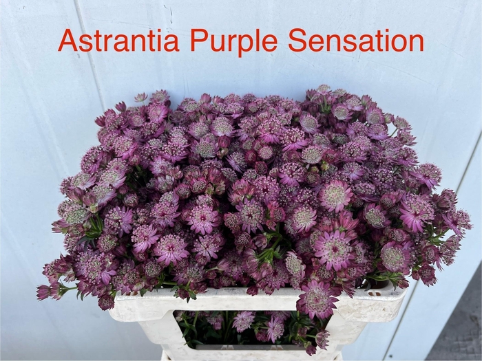 <h4>Astr Purple Sensatio</h4>