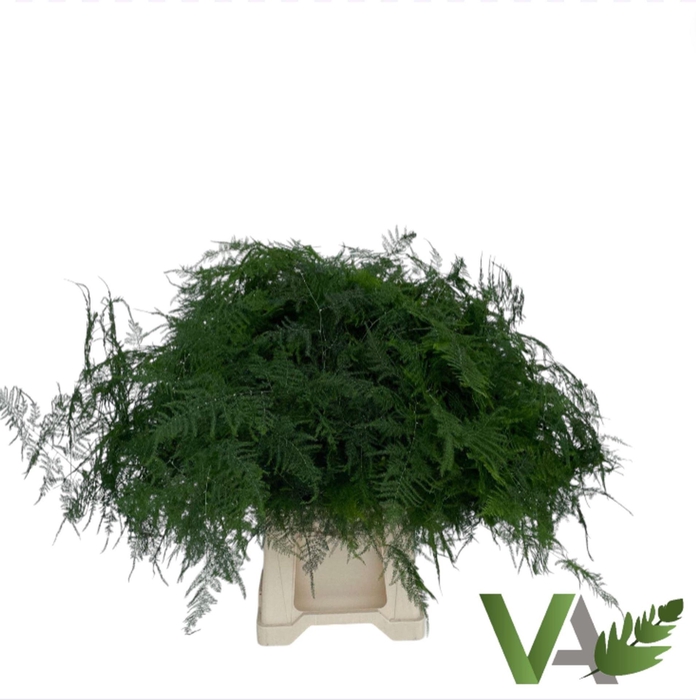 <h4>ASPARAGUS PLUMOSUS ASPARAGUS SETACE</h4>