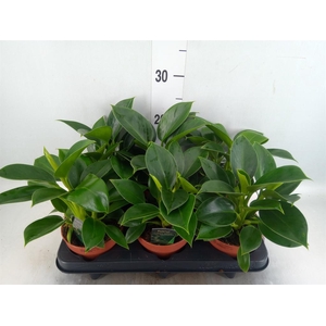 Philodendron  'Green Princess'