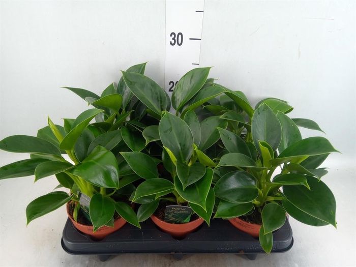 <h4>Philodendron 'Green Princess'</h4>