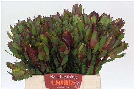 <h4>Leucad Senorita</h4>