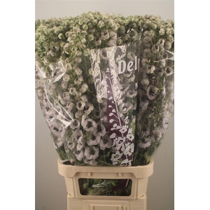 DELPH EL DEWI SPIJKER WHITE BLACK C