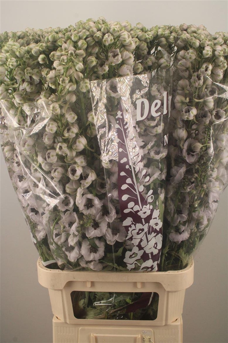 <h4>DELPH EL DEWI SPIJKER WHITE BLACK C</h4>