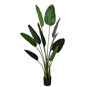 Silk Plant Strelitzia H150D80