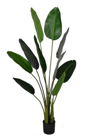 <h4>Silk Plant Strelitzia H150D80</h4>