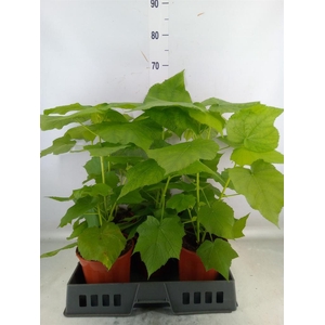 Sparrmannia africana