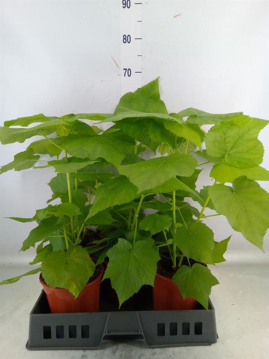 <h4>Sparrmannia africana</h4>