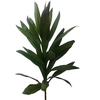 FOLHAGEM DRACENA POA