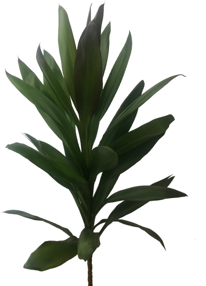 FOLHAGEM DRACENA POA