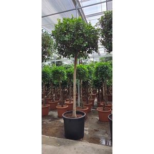 Ficus Nitida