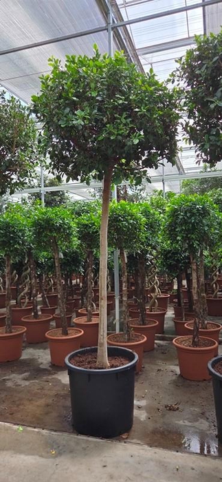 <h4>Ficus Nitida</h4>