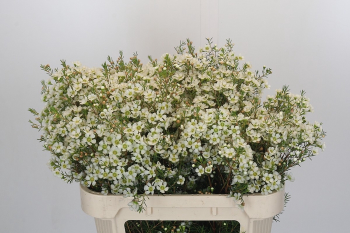 <h4>Chamelaucium Ivory Pearl</h4>