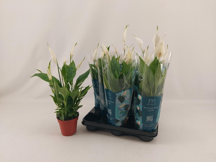 <h4>SPATH TORELLI</h4>