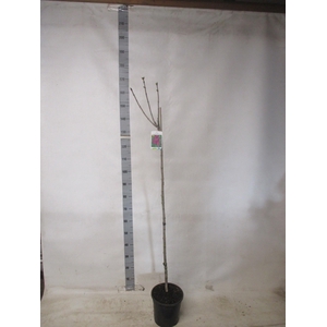 SYRI V AND AN LUDWIG