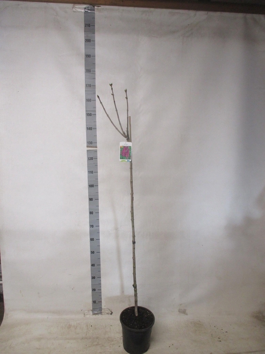 <h4>SYRI V AND AN LUDWIG</h4>