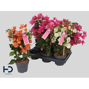 BOUGAINV OV