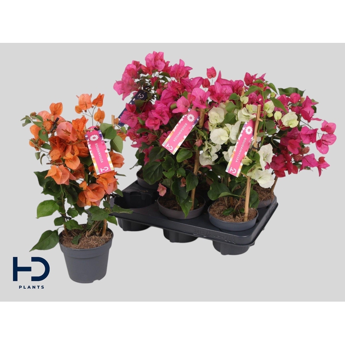 <h4>BOUGAINV OV</h4>