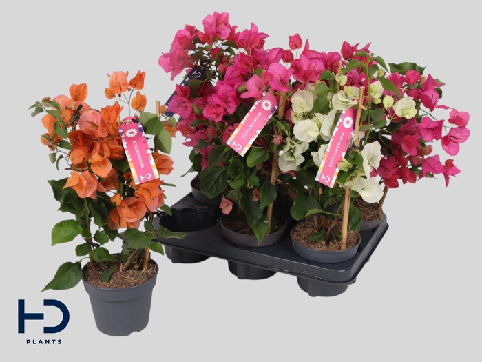 BOUGAINV OV