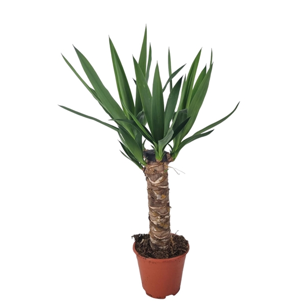 <h4>Yucca 14 cm</h4>