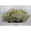Chamelaucium Ivory Pearl