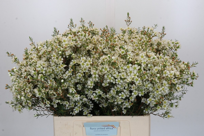 <h4>Chamelaucium Ivory Pearl</h4>
